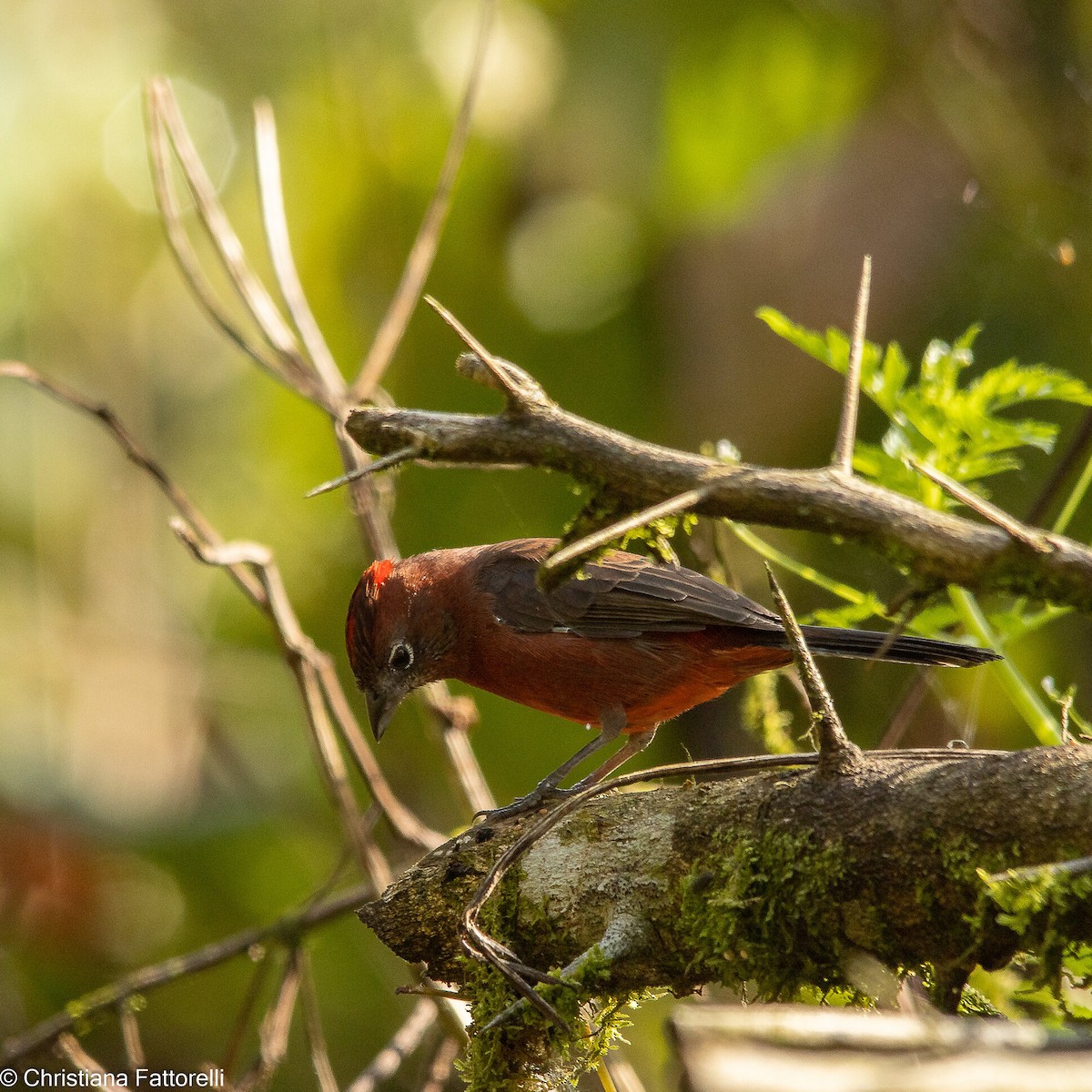 Red-crested Finch - ML316754931