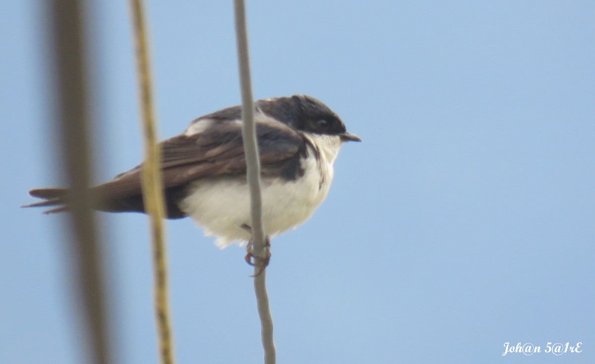 Blue-and-white Swallow - Bucaneros de la Conservación SBC