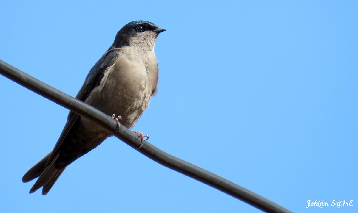 Brown-bellied Swallow - Bucaneros de la Conservación SBC