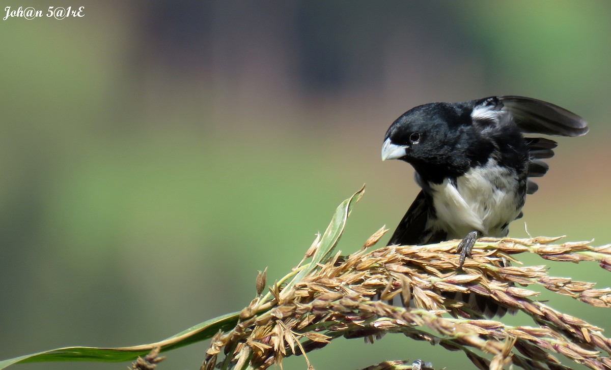 Black-and-white Seedeater - ML316756061