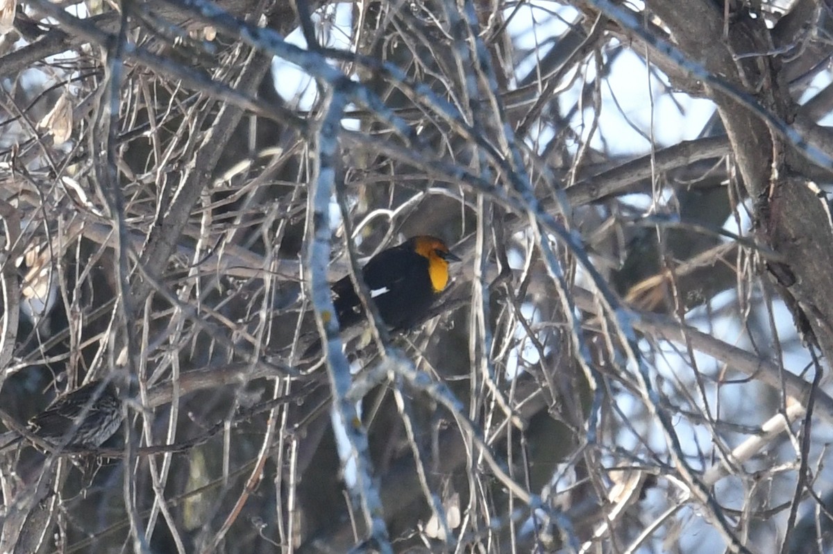 Yellow-headed Blackbird - ML316759031
