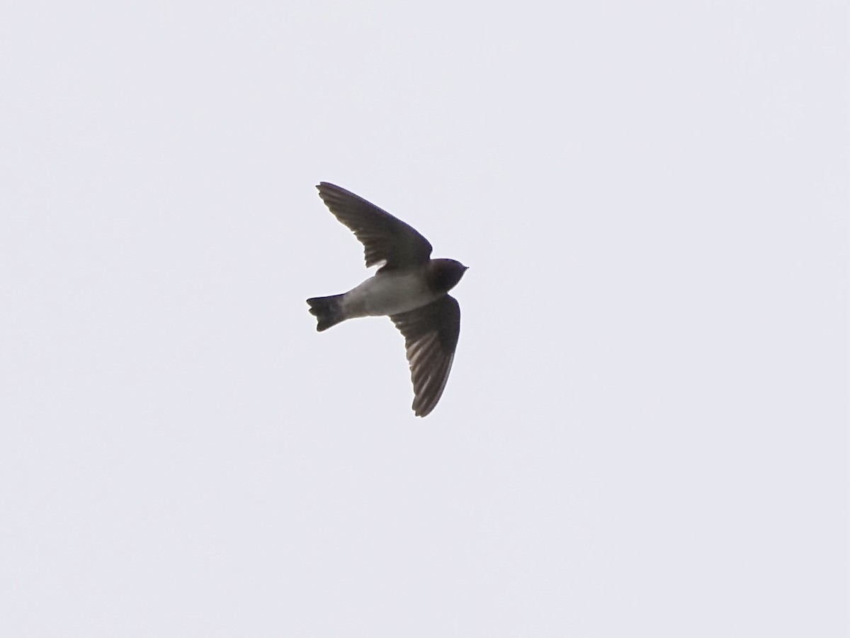 Northern Rough-winged Swallow - Jeff Osborne