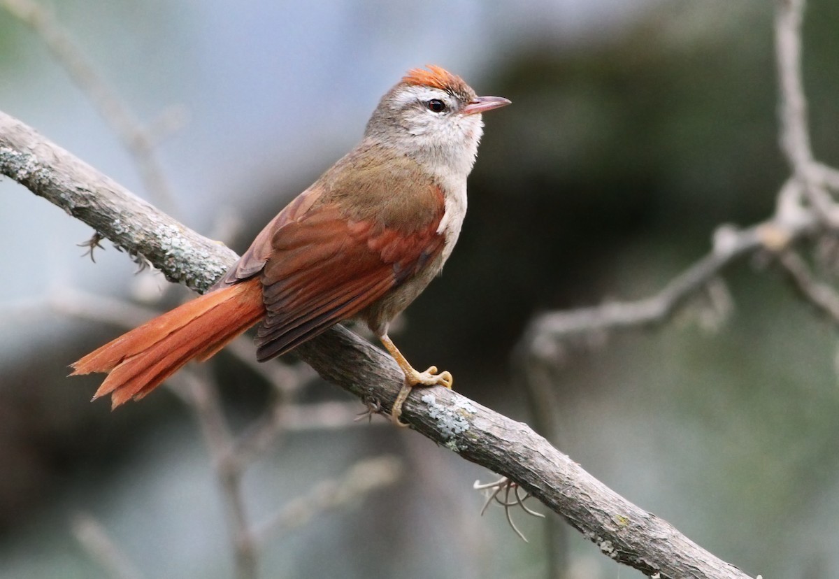 Bolivian Spinetail - ML31676851