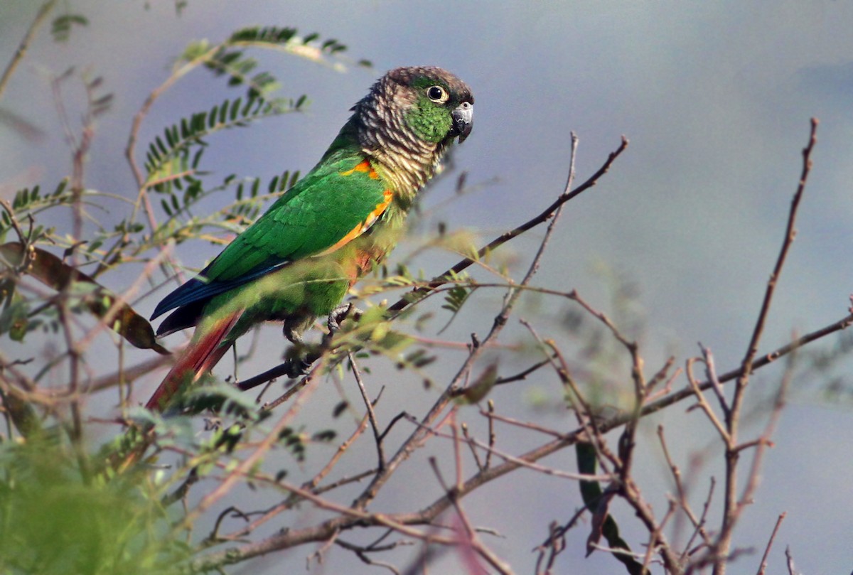 Green-cheeked Parakeet - Andrew Spencer