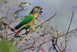  - Green-cheeked Parakeet