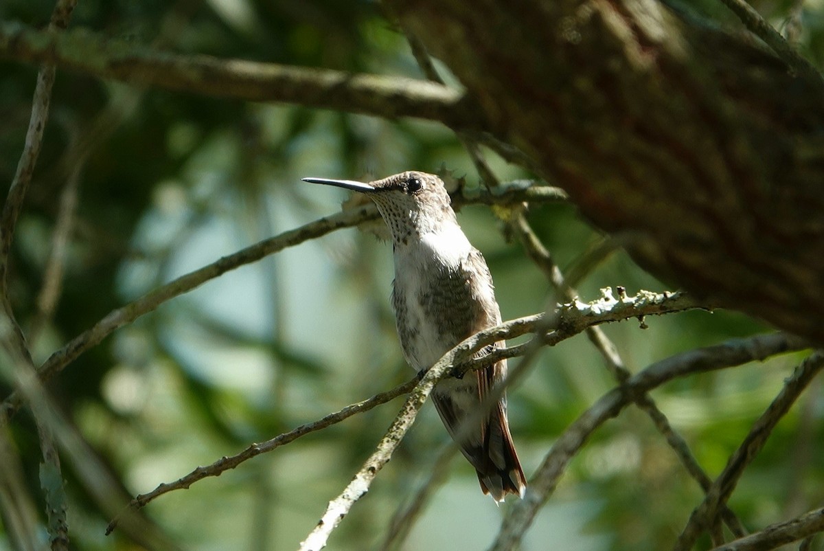 Black-chinned Hummingbird - ML316770621