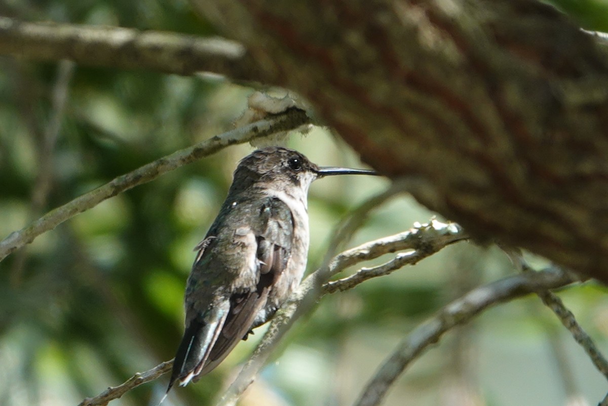 Black-chinned Hummingbird - ML316773031