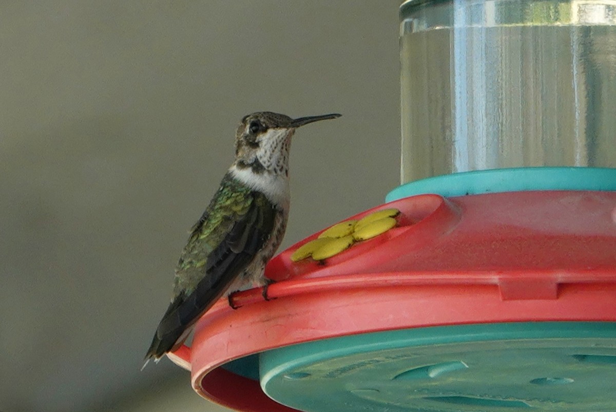 Black-chinned Hummingbird - ML316773531