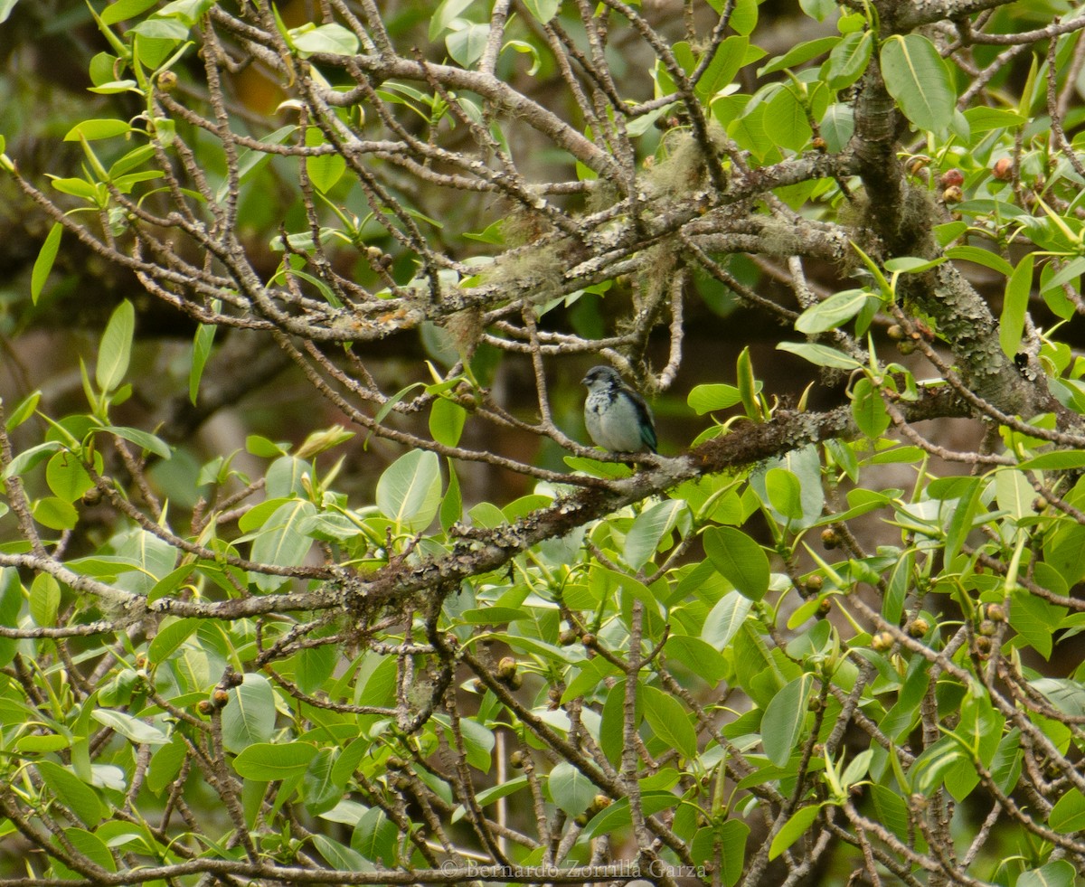 Azure-rumped Tanager - ML316774461