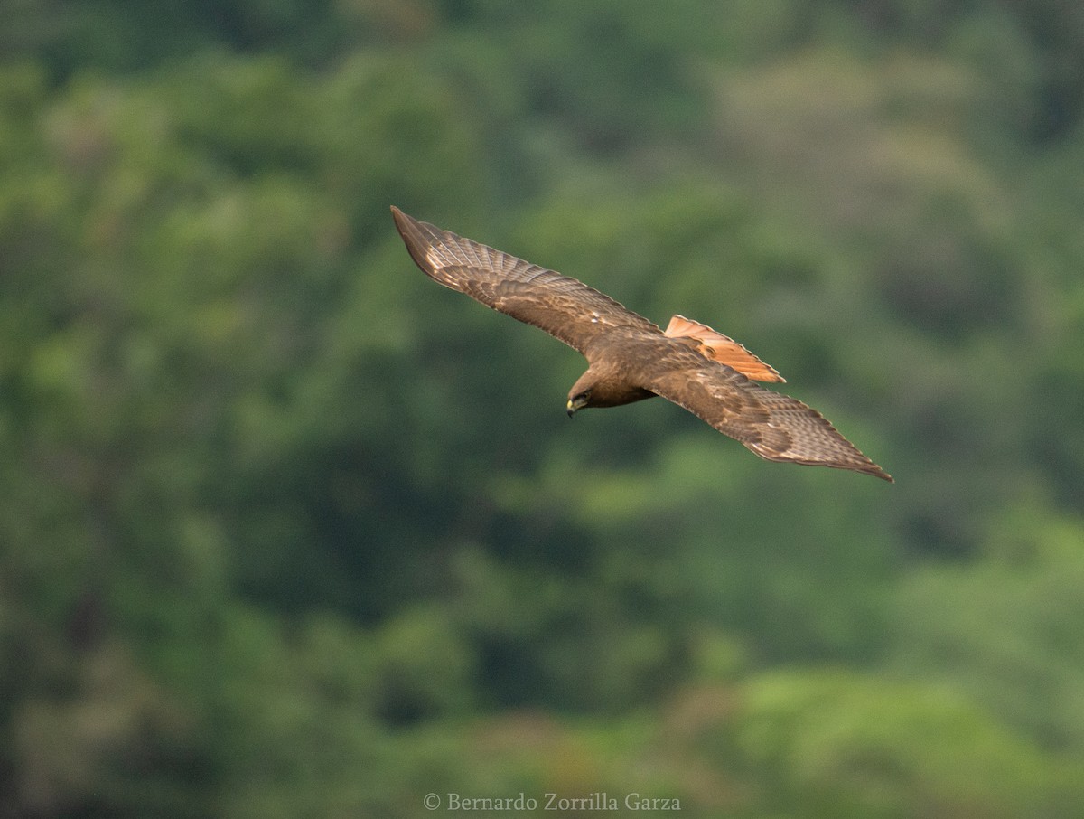 Red-tailed Hawk - Bernardo Zorrilla Garza