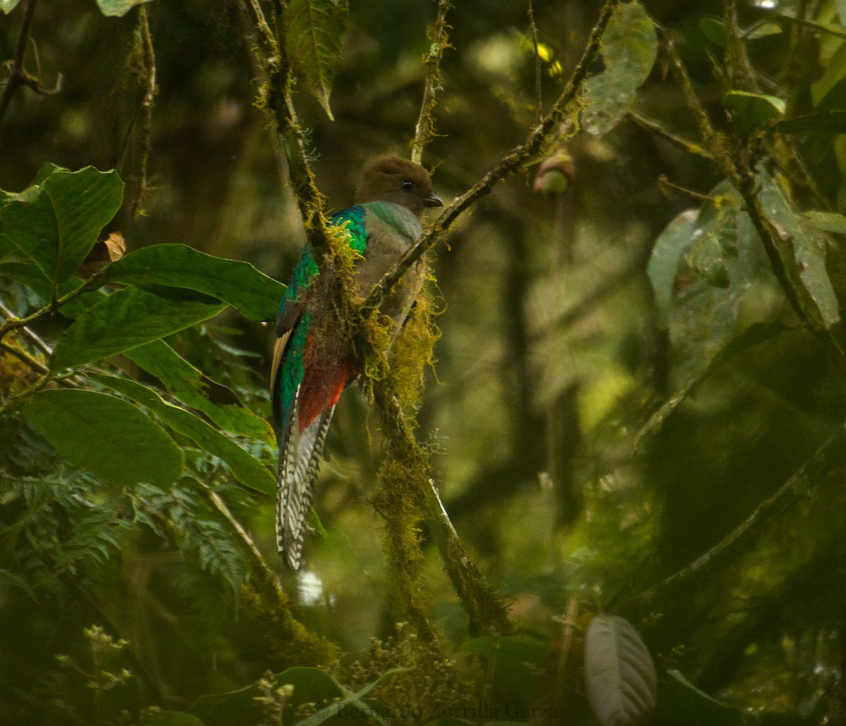 Resplendent Quetzal (Guatemalan) - Bernardo Zorrilla Garza