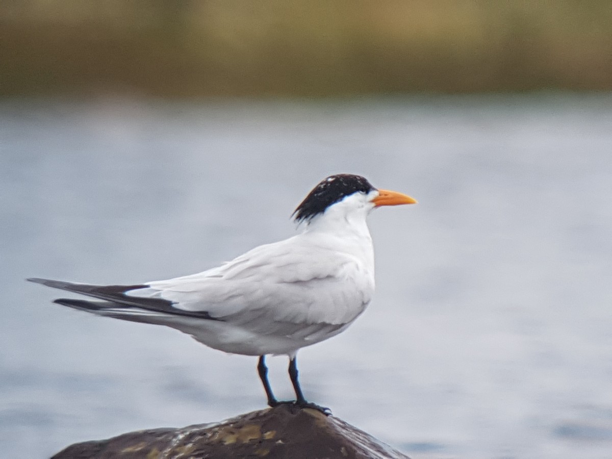Royal Tern - Alvan Buckley