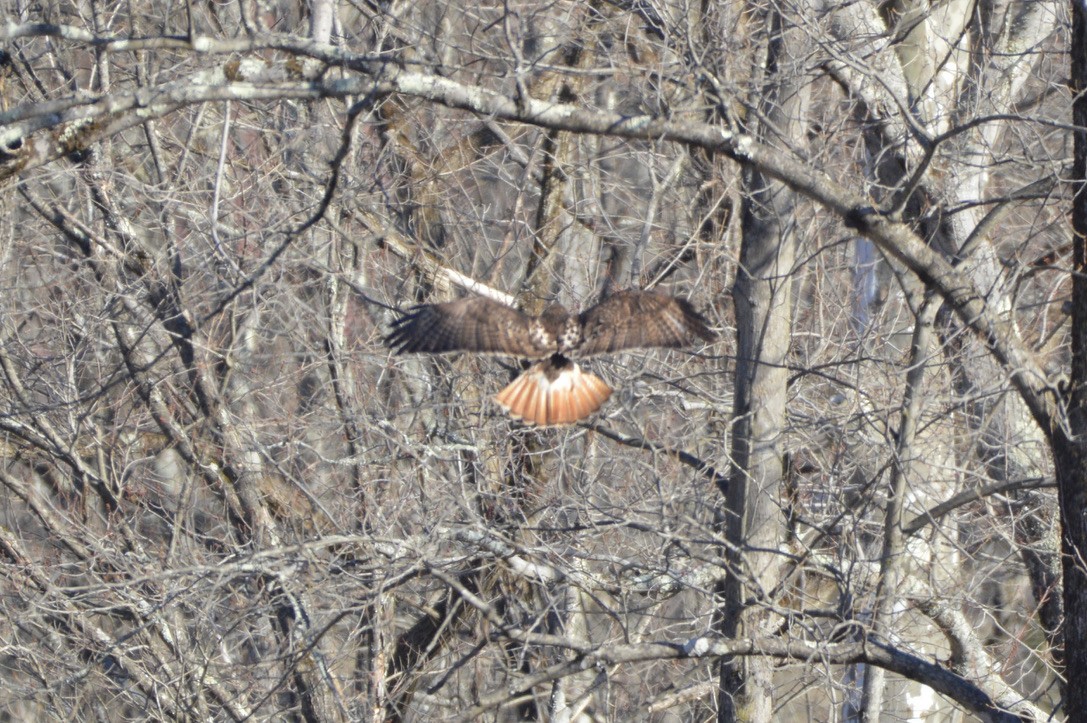 Red-tailed Hawk - Trey Hendrix