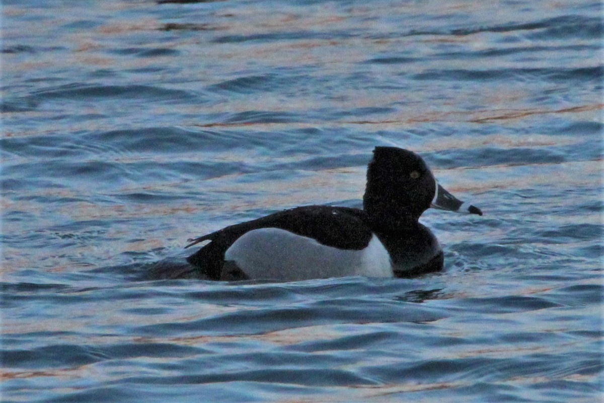 Ring-necked Duck - ML316785151