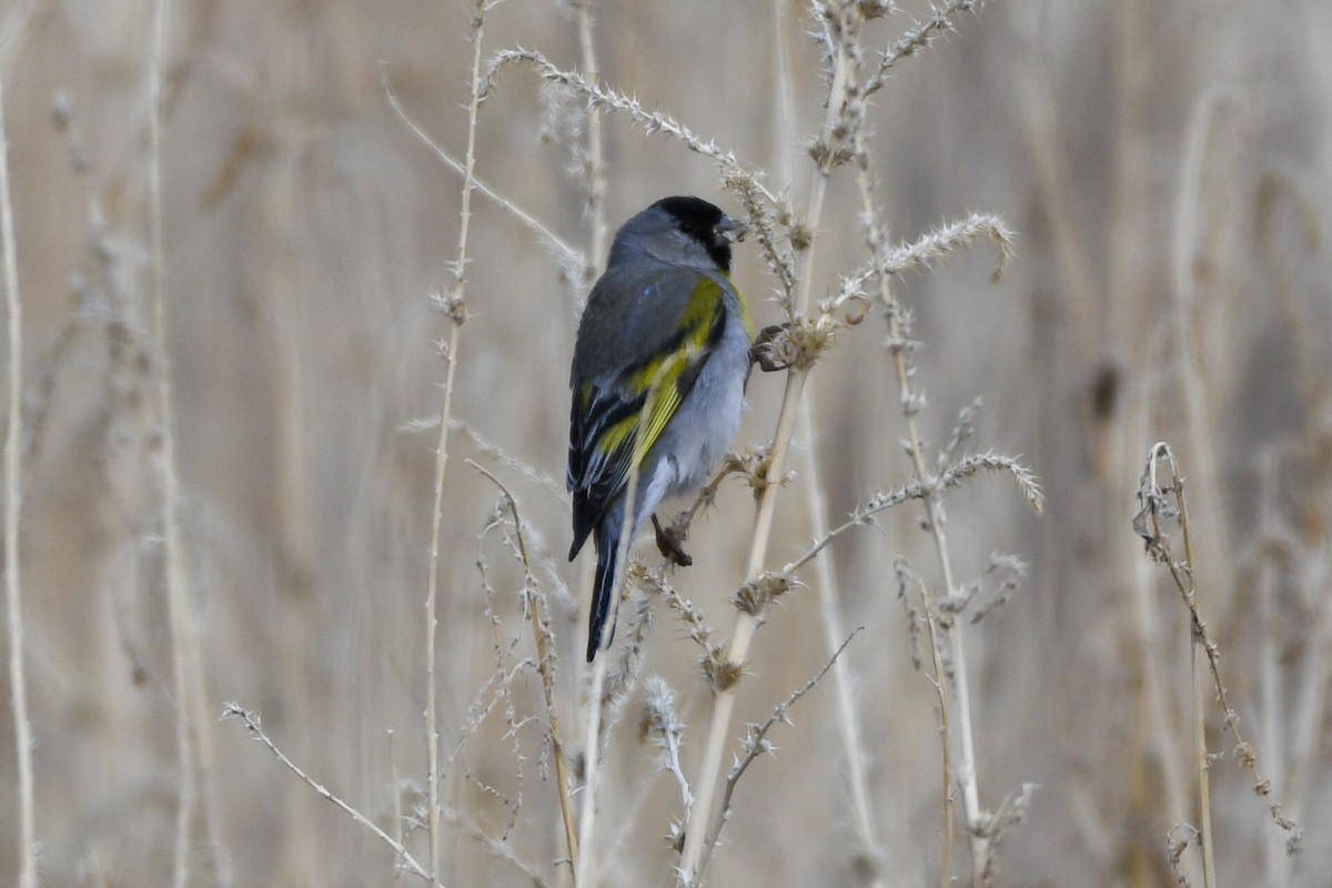Lawrence's Goldfinch - ML316789681