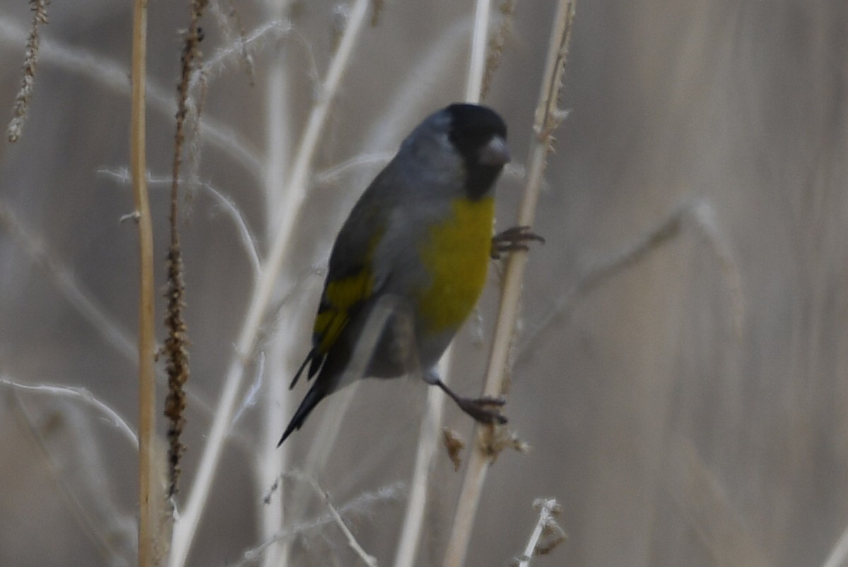 Lawrence's Goldfinch - ML316789721