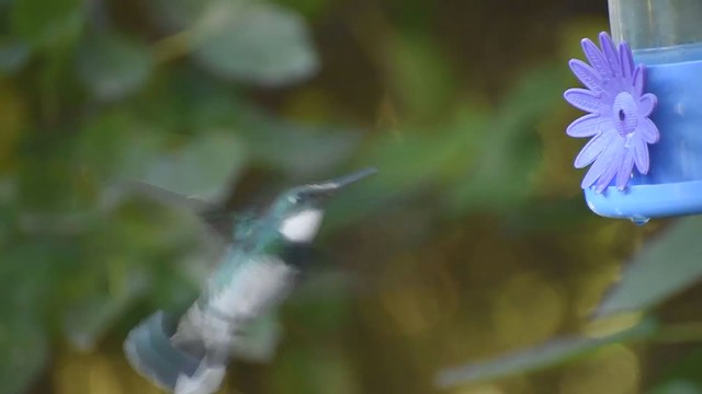 White-throated Hummingbird - ML316789871