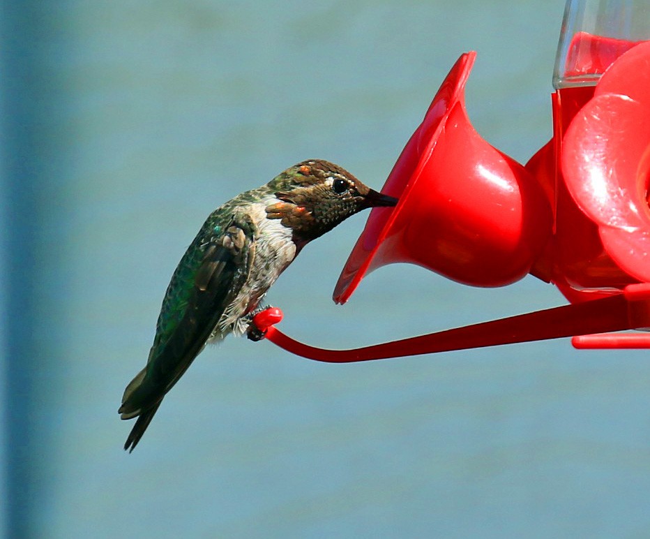 Anna's Hummingbird - Blair Bernson