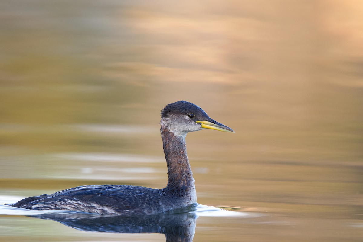 Red-necked Grebe - Tasso  Cocoves