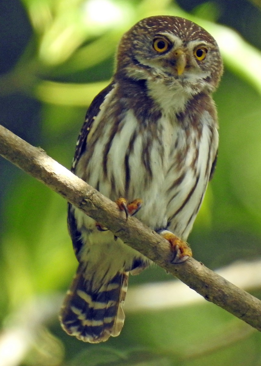 Ferruginous Pygmy-Owl - ML316802081