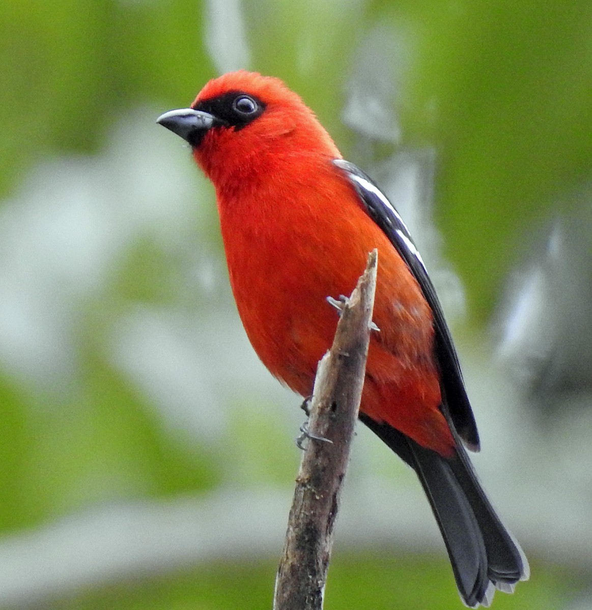 White-winged Tanager - ML316803801