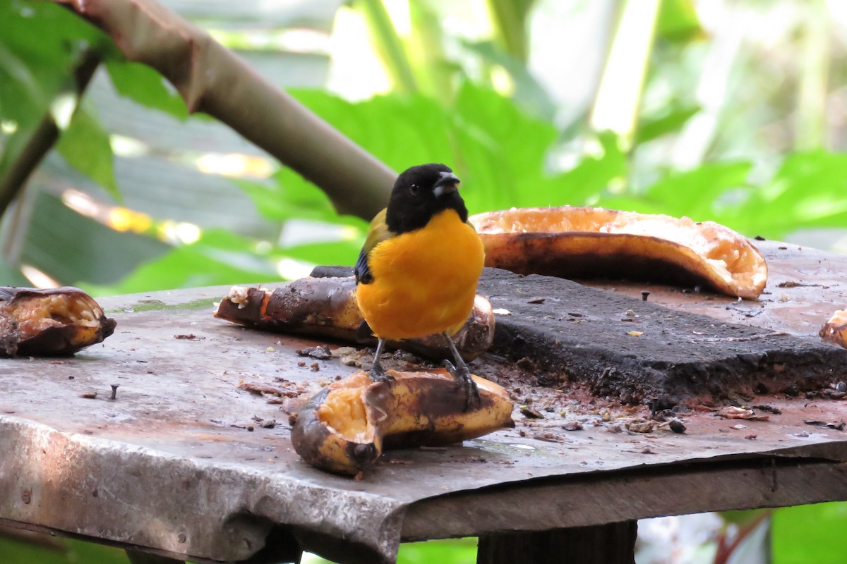 Black-chinned Mountain Tanager - ML31680671