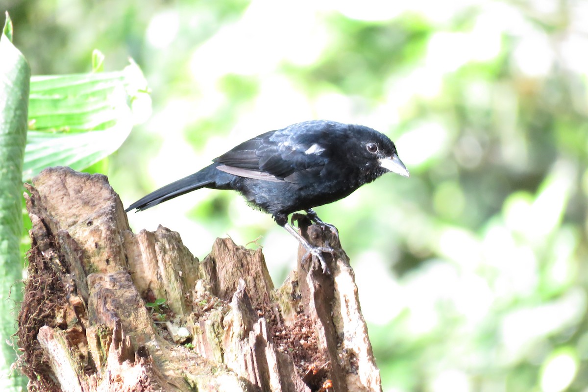 White-lined Tanager - ML31680711