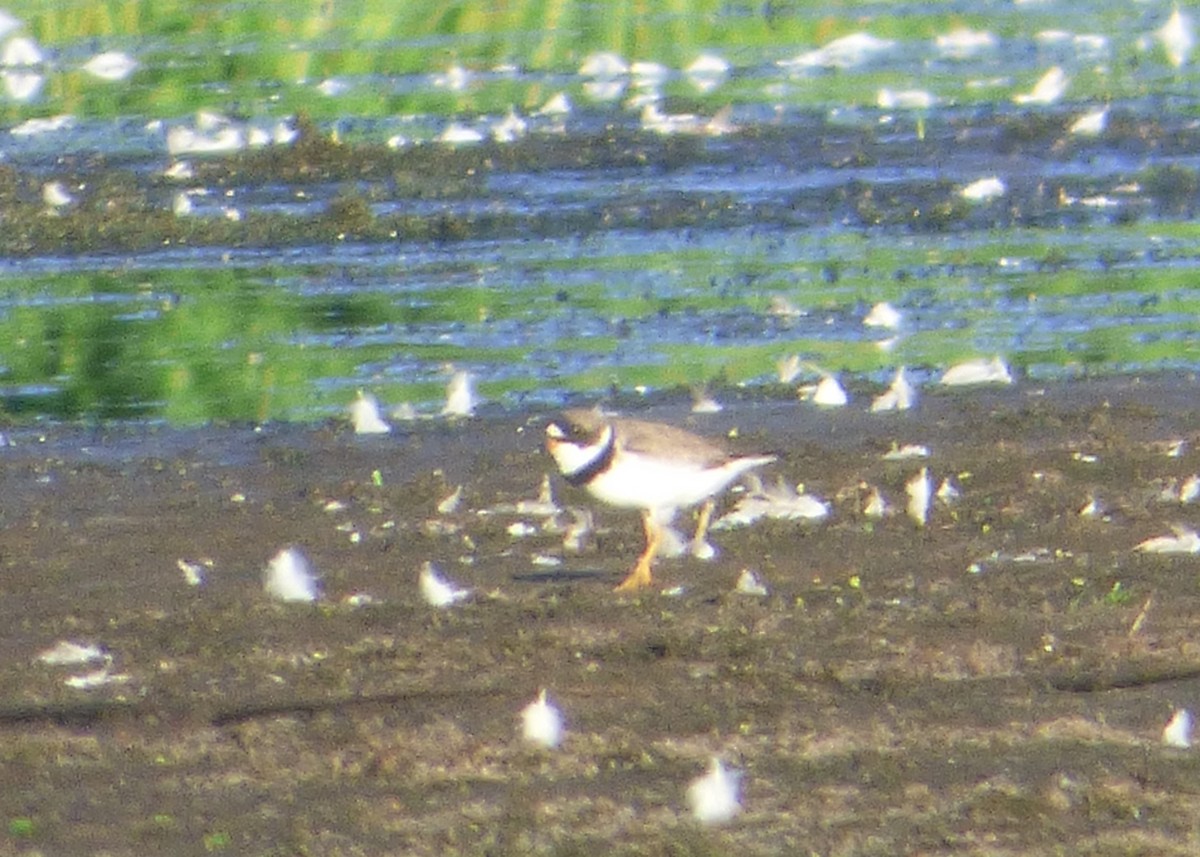 Semipalmated Plover - ML31680991