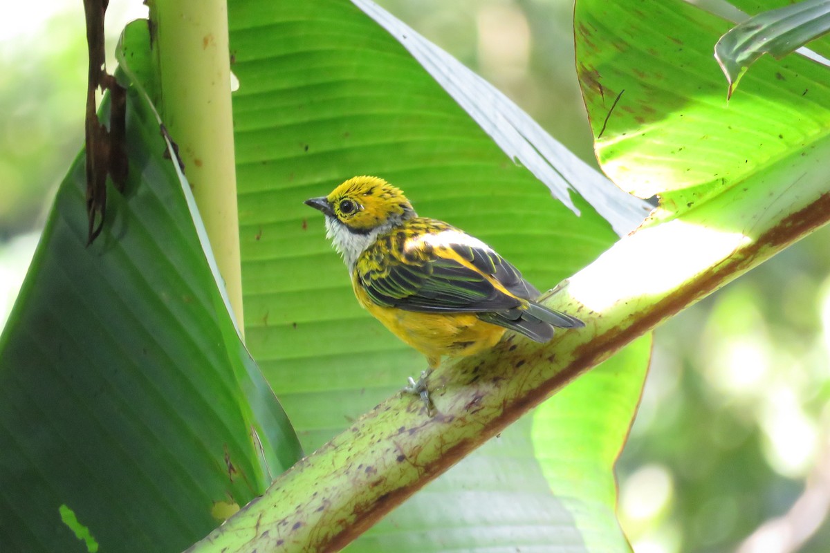 Silver-throated Tanager - ML31681011