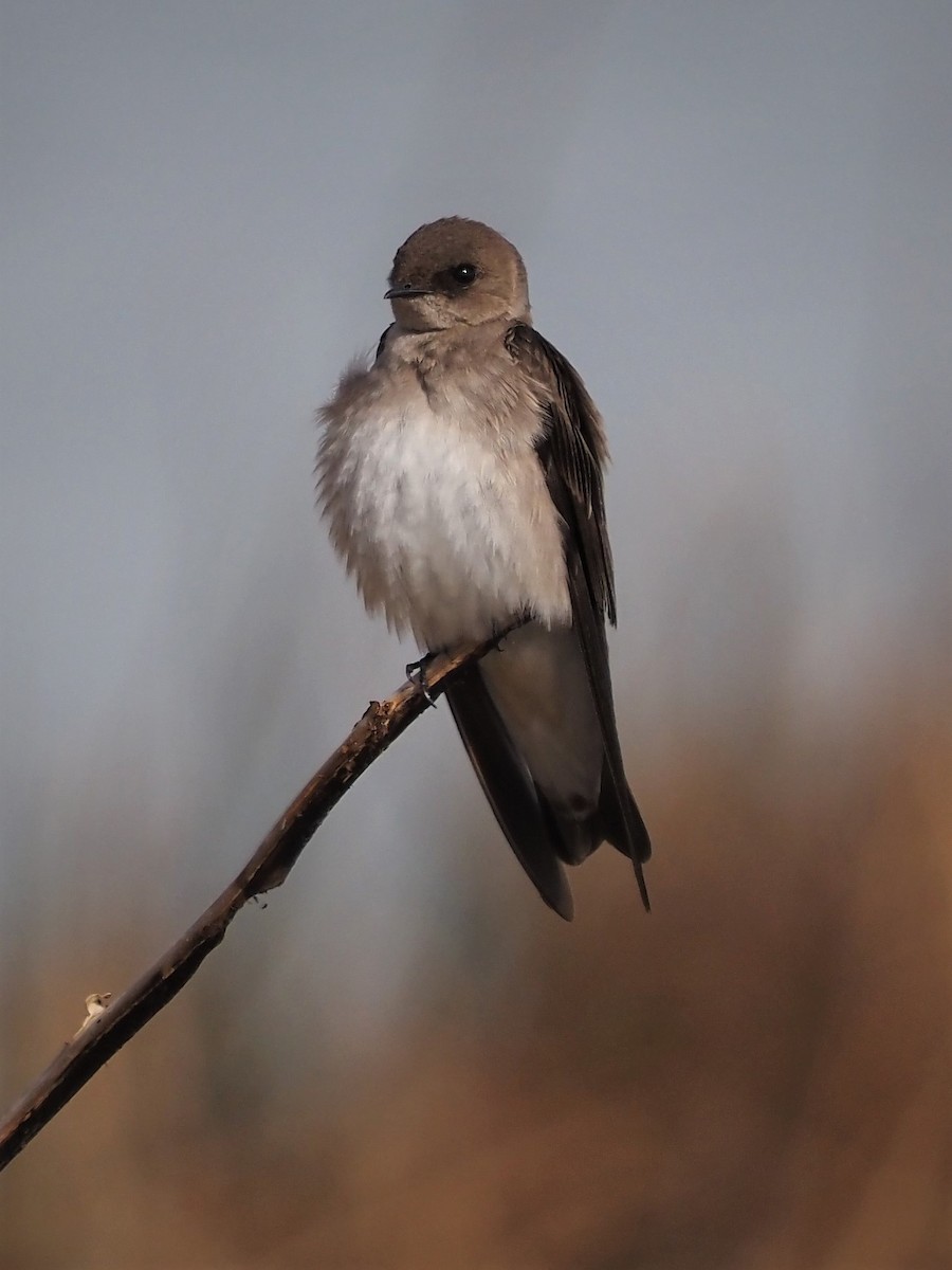 Northern Rough-winged Swallow - Jack Wickel