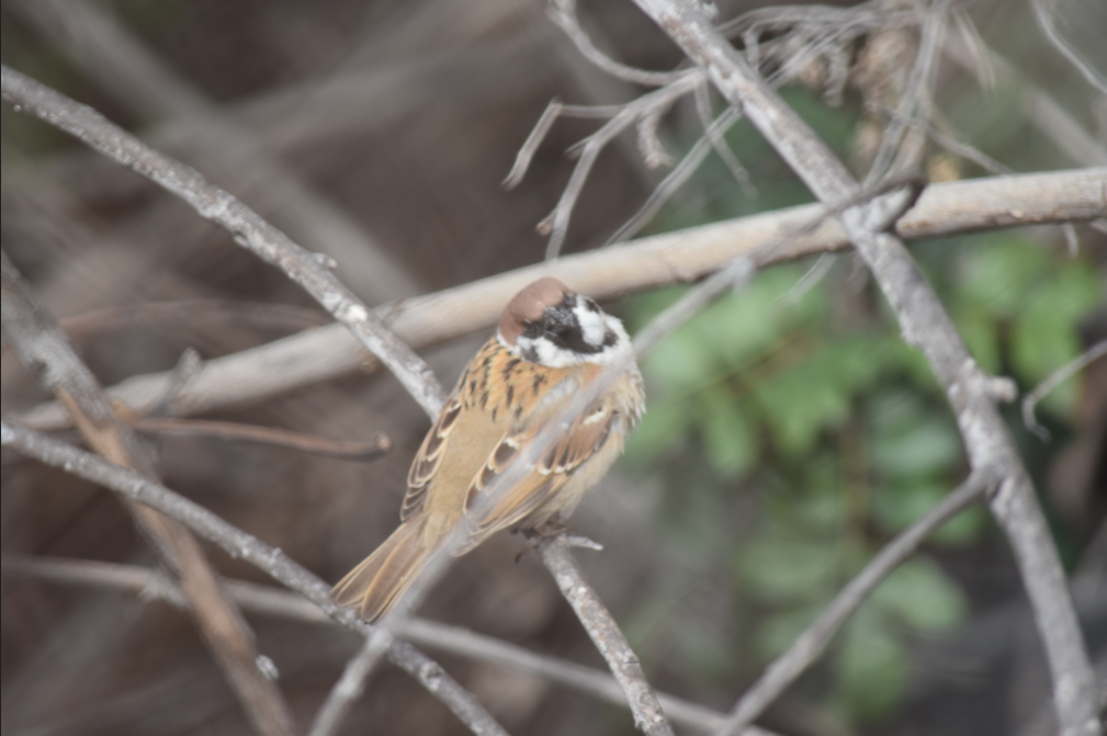 Eurasian Tree Sparrow - ML316813561
