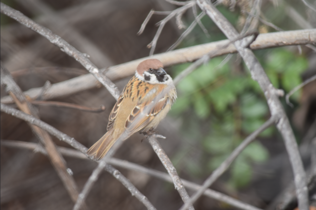 Eurasian Tree Sparrow - ML316813611