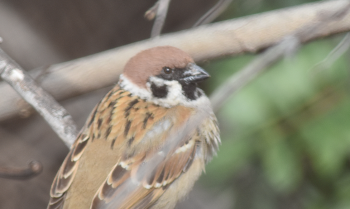 Eurasian Tree Sparrow - Adrian Vilca