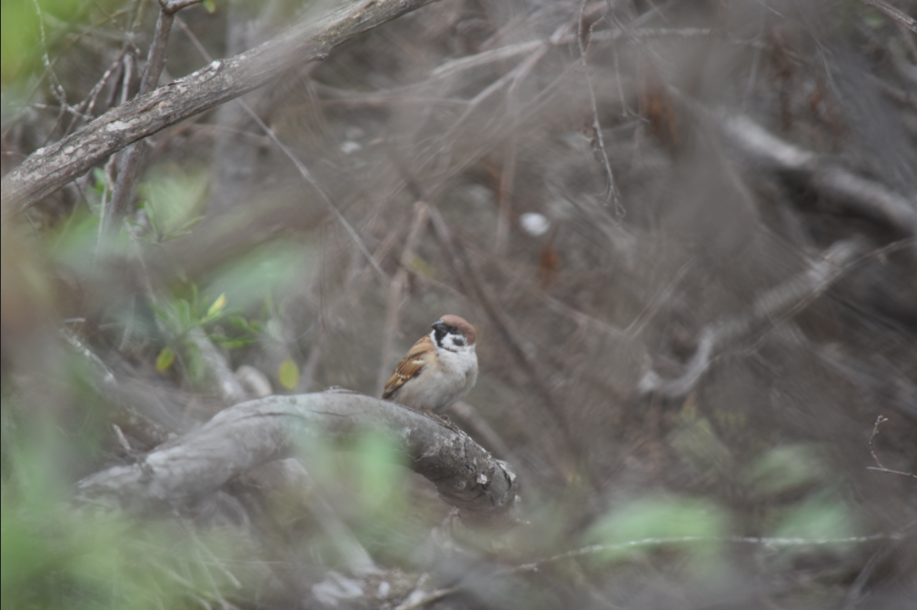 Eurasian Tree Sparrow - ML316813701