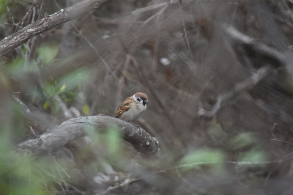 Eurasian Tree Sparrow - Adrian Vilca