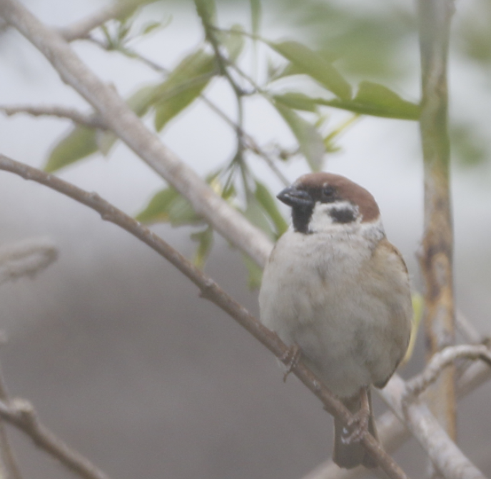 Eurasian Tree Sparrow - ML316814791