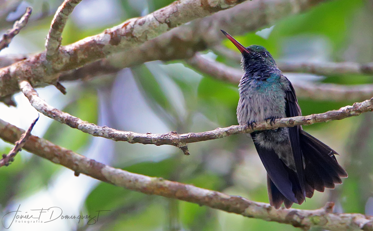 Blue-chested Hummingbird - Javier Fernando Dominguez Trujillo