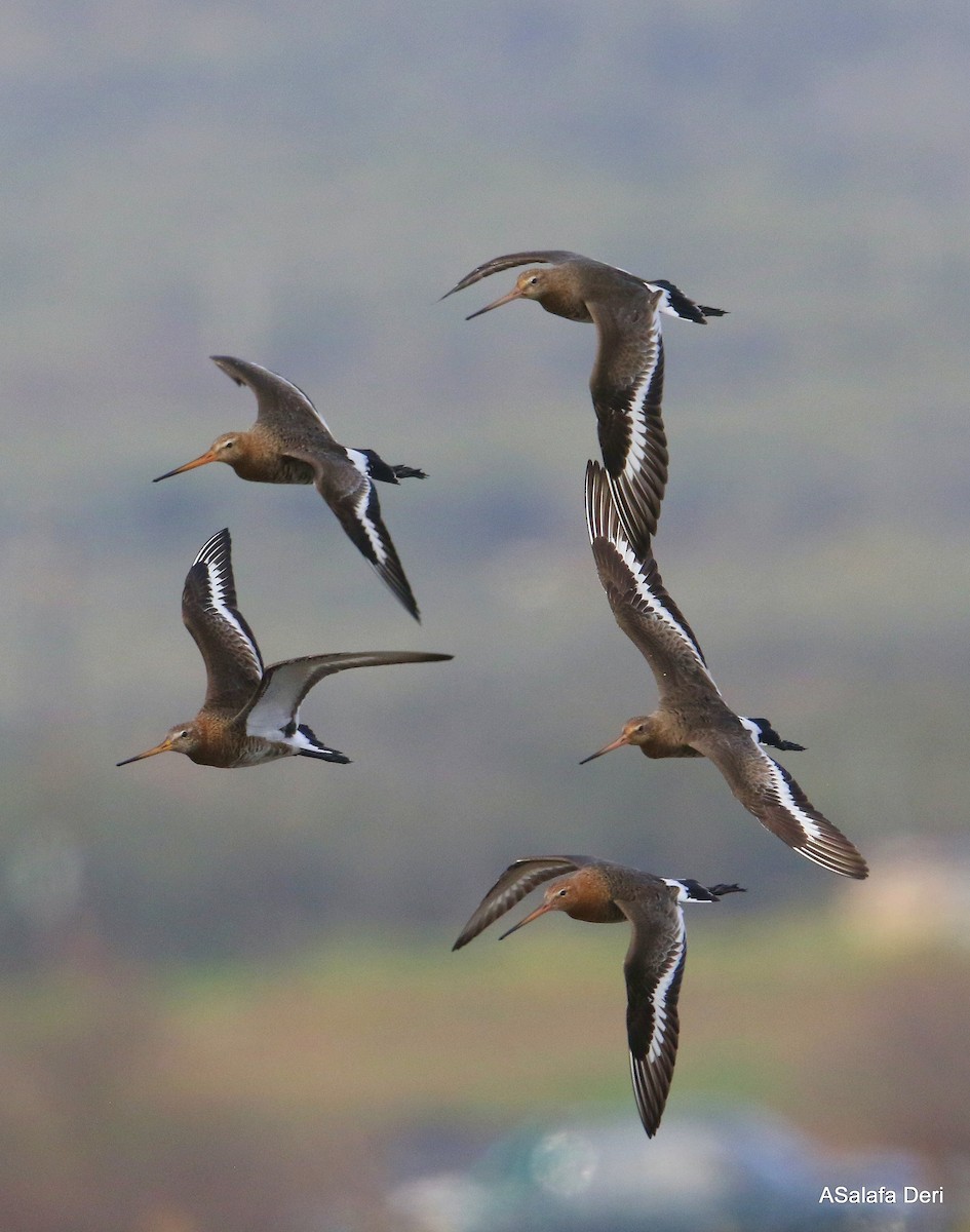 Black-tailed Godwit (limosa) - ML316821551