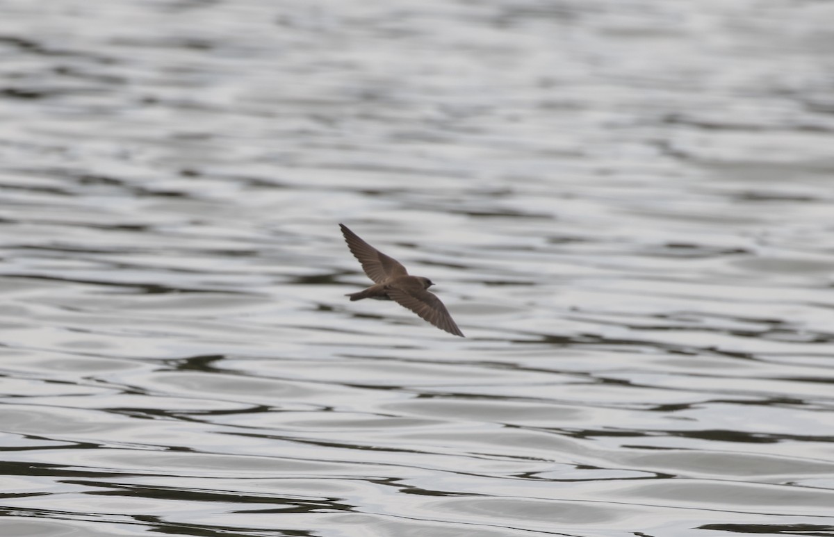 Northern Rough-winged Swallow - ML316822301
