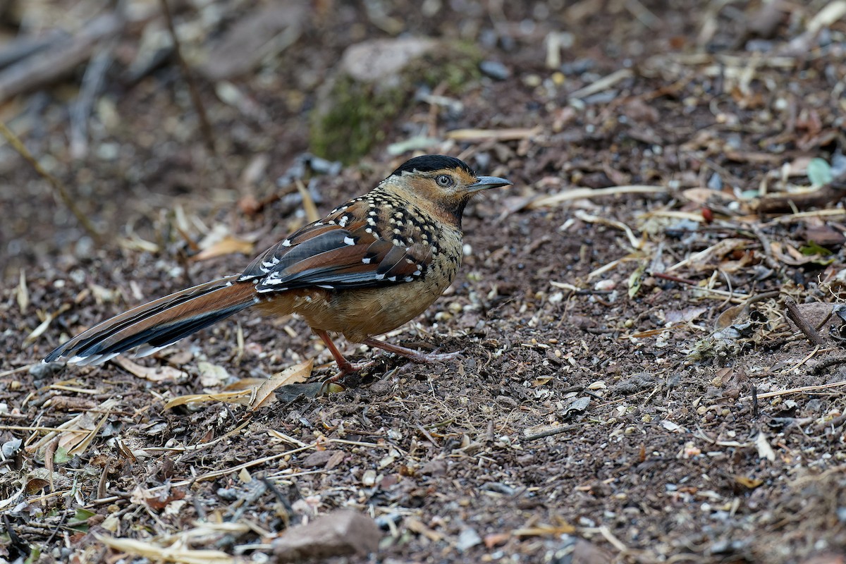Spotted Laughingthrush - ML316823211
