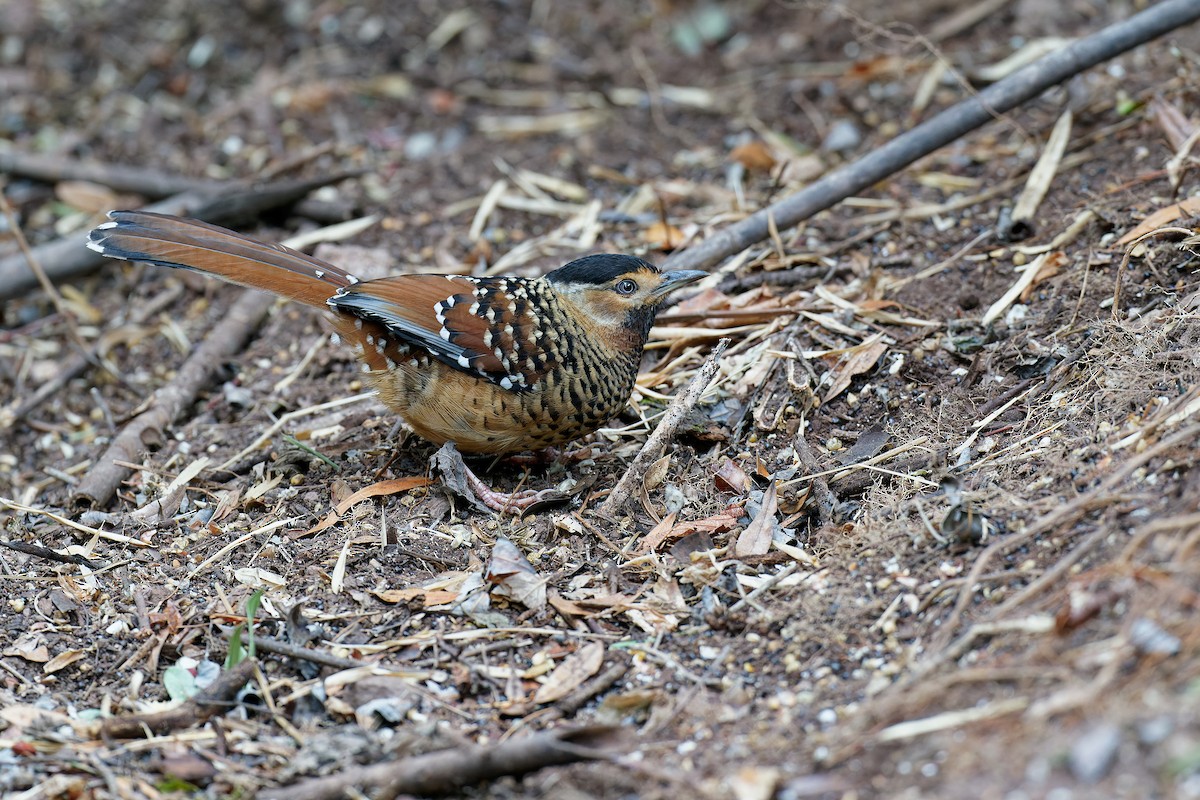 Spotted Laughingthrush - ML316823251