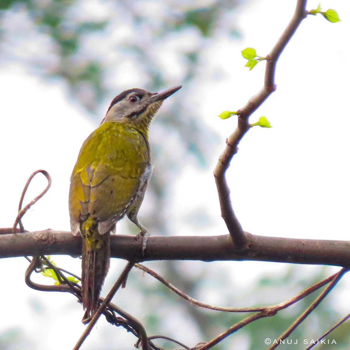 Gray-headed Woodpecker - Anuj Saikia