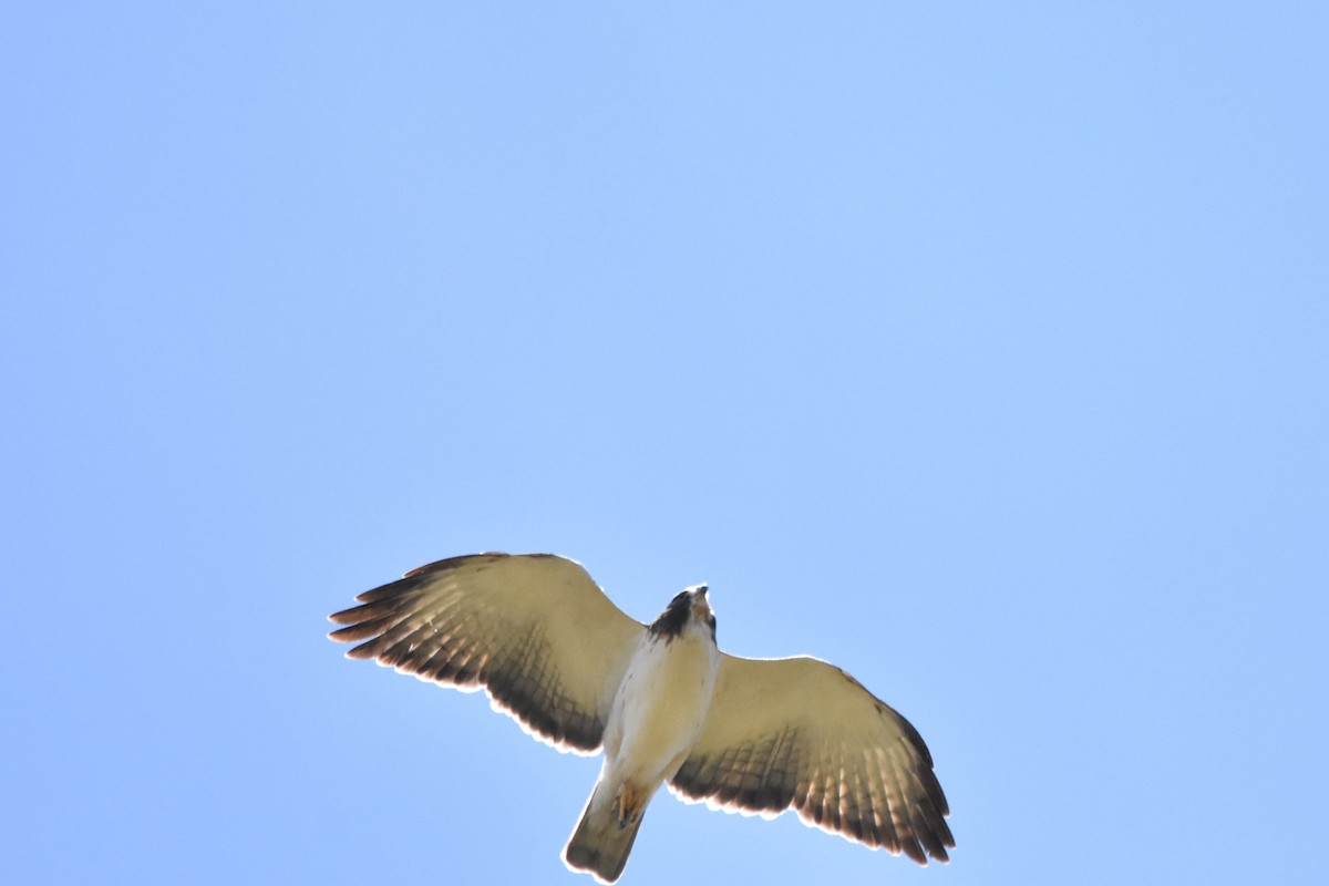 Short-tailed Hawk - James Keays