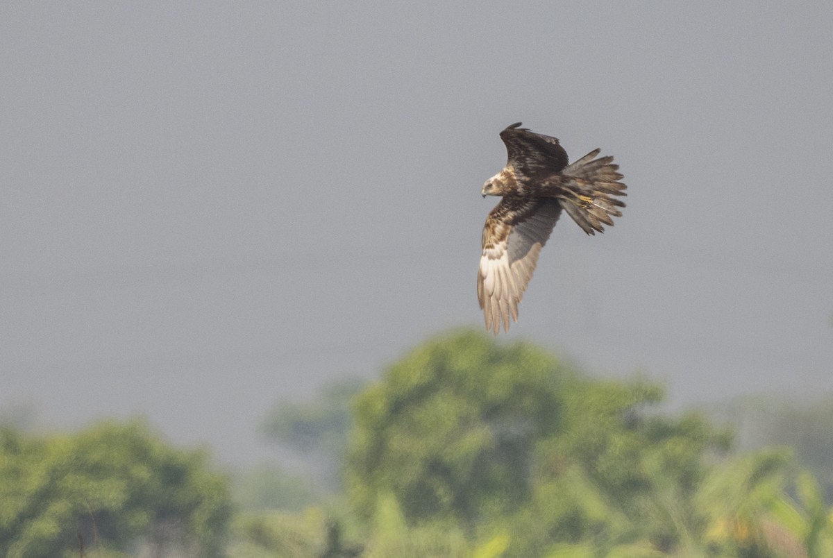 Eastern Marsh Harrier - Rakesh Das