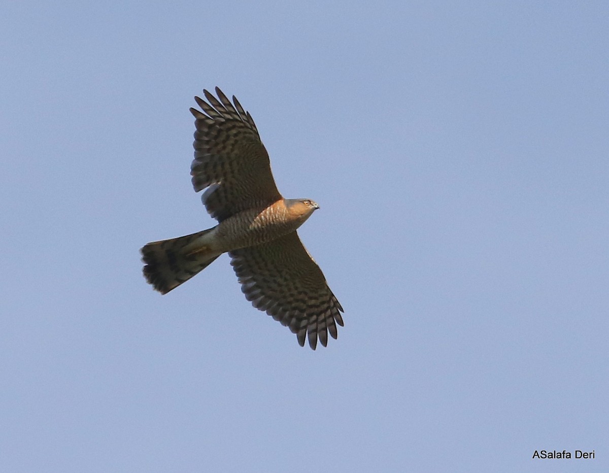 Eurasian Sparrowhawk - ML316835221