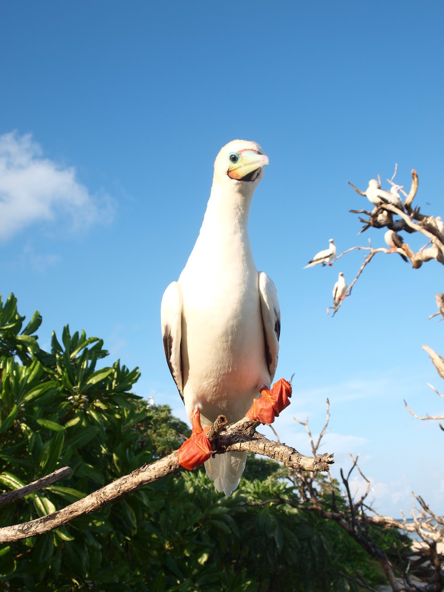 Red-footed Booby - ML316839841
