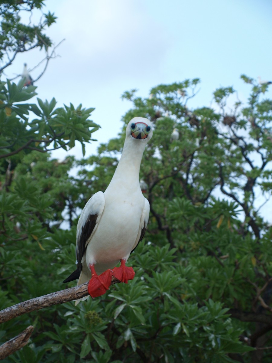 Red-footed Booby - ML316839871