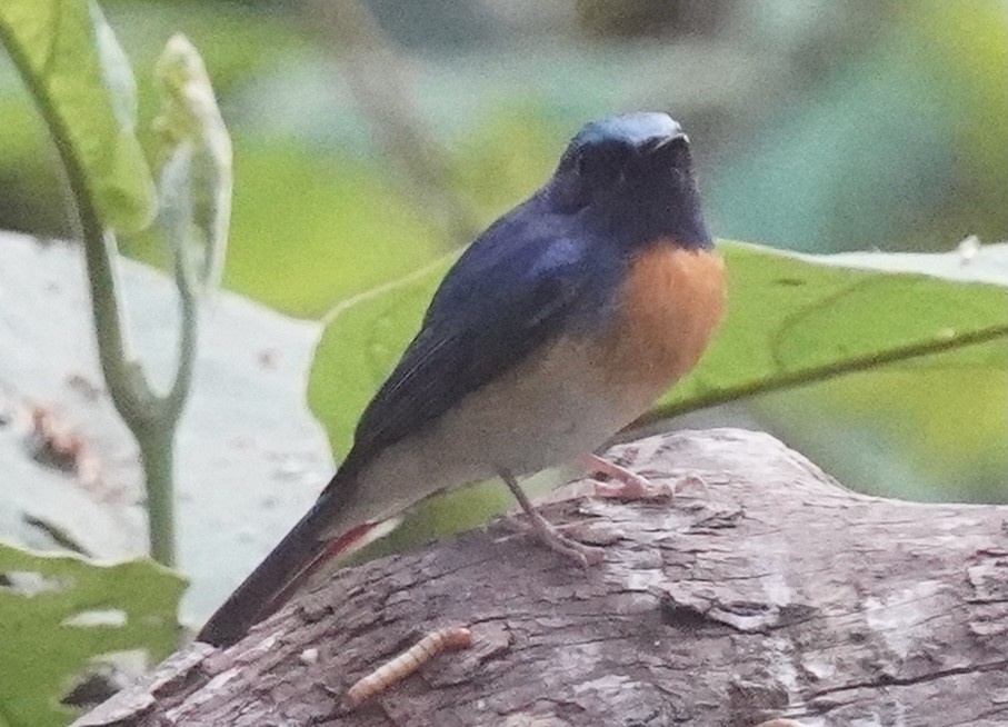 Blue-throated Flycatcher - Bao ge