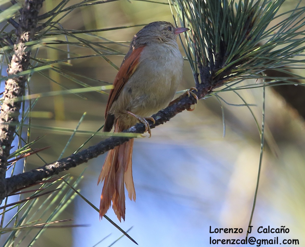 Crested Spinetail - Lorenzo Calcaño