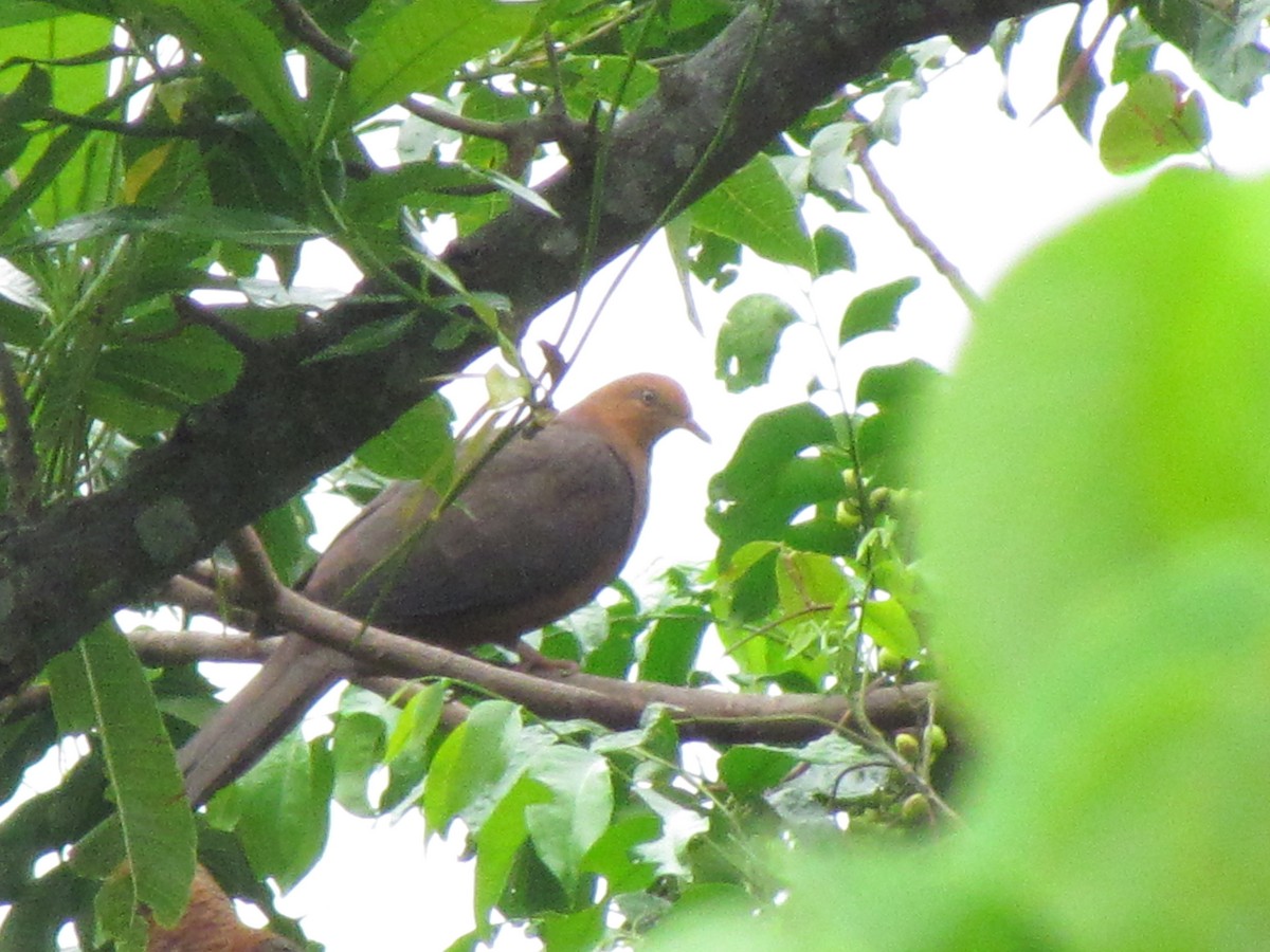 Philippine Cuckoo-Dove - ML316846651